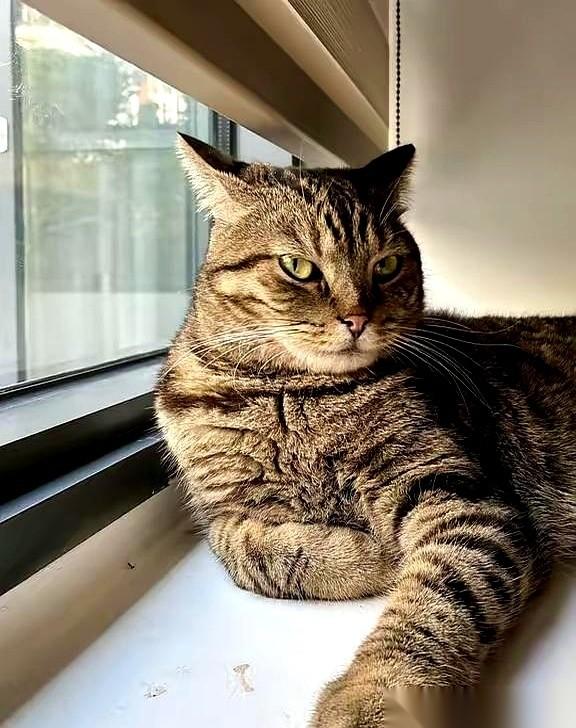 我的手僵在半空，离那身狸花猫毛还有不到两厘米。它耳朵瞬间往后一贴，“唰”地一下，