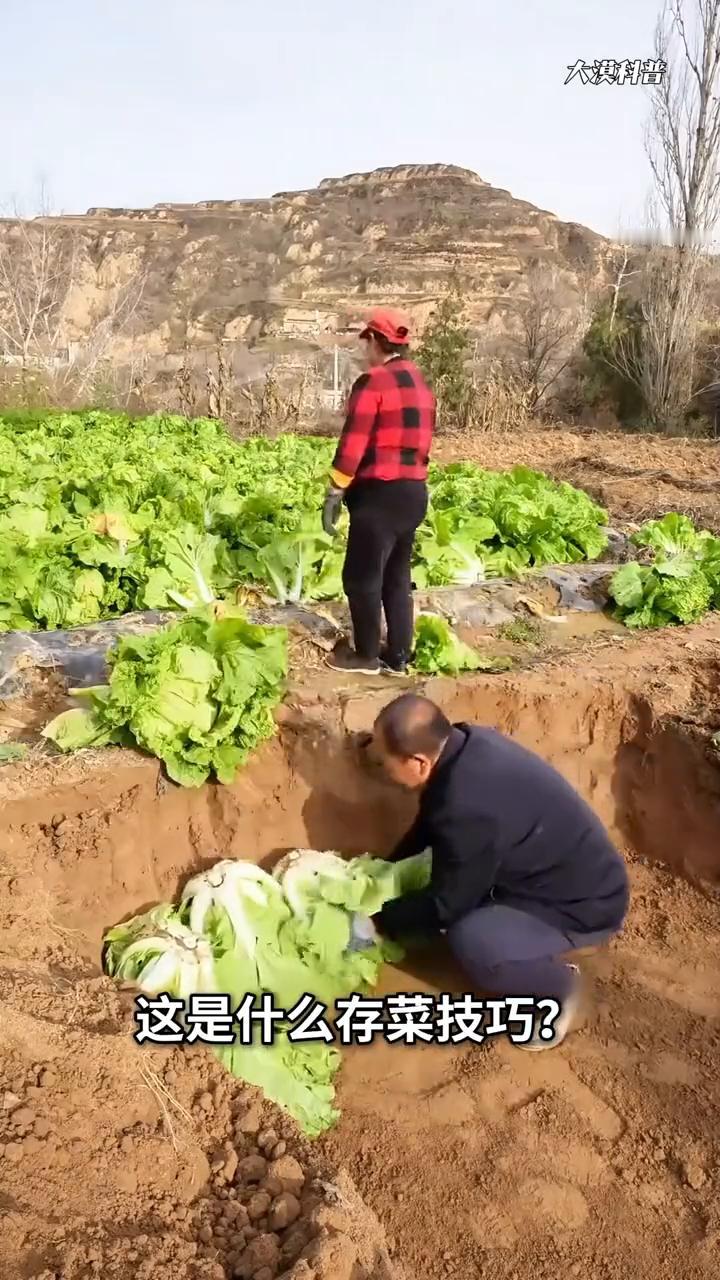 这是什么存菜技巧？·这是窖藏大白菜，无论再多的白菜都能存放的水灵灵。只需要在地