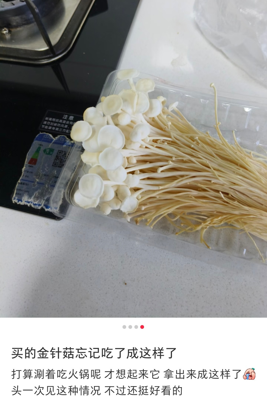 金针菇竟然能长这么大