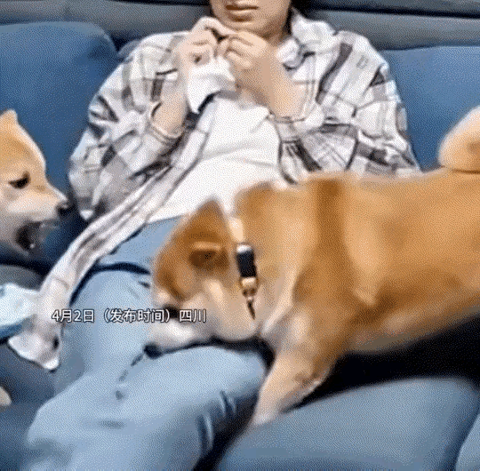 四川女子家中遭“无妄之灾”：两狗互殴夹伤主人，亲妈抄起鞋拔子怒训：再犯直接炖汤！