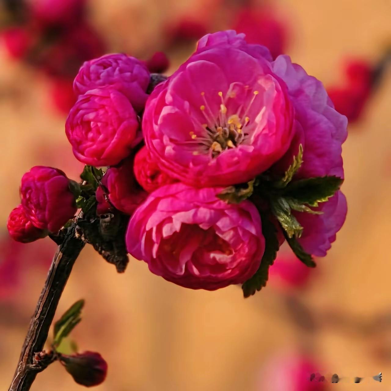 有这些习惯的人，大多都很长寿1. 情绪稳定，不内耗，不钻牛角尖长寿的人很