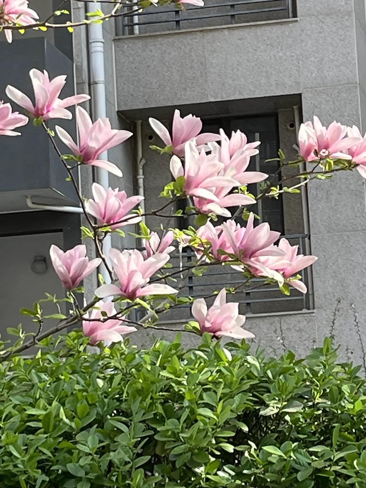 房价开始上涨了，现在是应该抓紧上车还是按兵不动？最近京沪楼市量价齐升，也带动