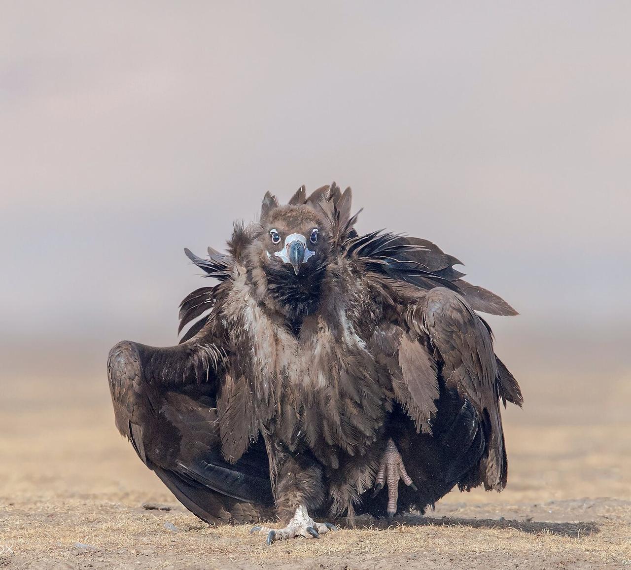 原来真的有像人一样大的雕，金庸的《神雕侠侣》真的没有乱写。3月21日，吉林省珲