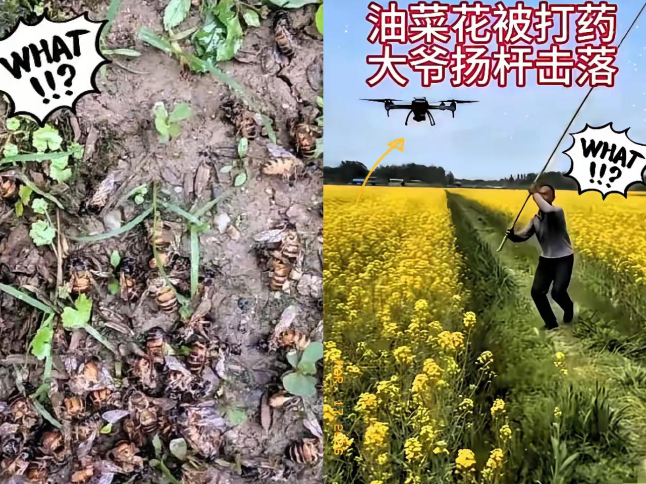 刚才刷到满屏死蜜蜂的画面，心一下子揪紧了，太让人难受了。官方一句“养蜂没登记，