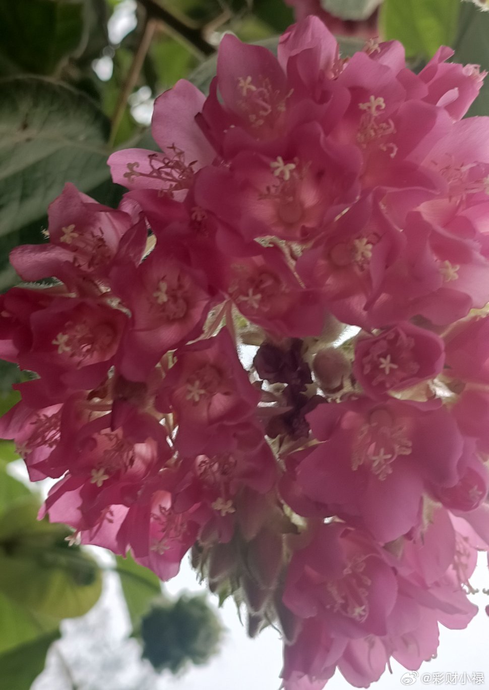 说曹操，曹操就到。女儿有个好朋友过完年后她俩还没一起玩过，刚才下楼扔垃圾，我问女