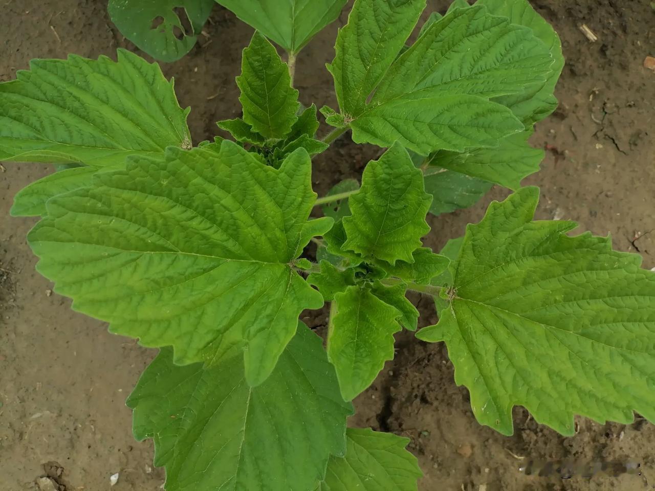 这种植物是我的最爱它叶子能做成干菜种子的能榨成香喷喷的油还能做能不少凉拌菜