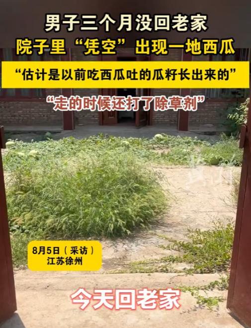 “有福之家！”8月5日，江苏徐州，一男子三个月没有回老家，院子水泥地竟长出8个大