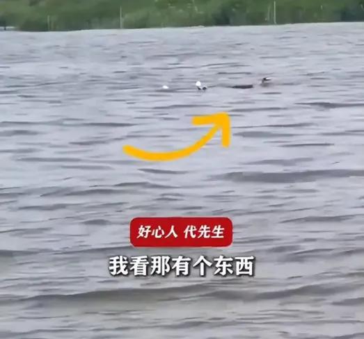 天津这事我看完了，心里堵得慌。代先生驾摩托艇钓鱼回程，看见个小姑娘在水里扑腾