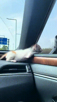 哈哈这小奶猫也会找地方，直接趴在车门边上，脑袋搭在车窗框上，安安稳稳地看路边风景