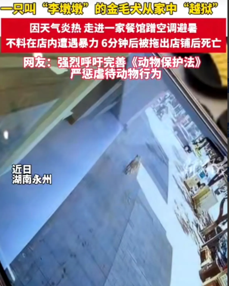 金毛狗因天太热，跑进一家餐馆蹭空调，结果