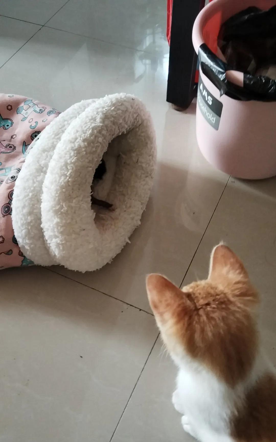 前几天，捡到一只还没有睁开眼睛的流浪猫，想着也是生命，希望它可以活下去。每天给