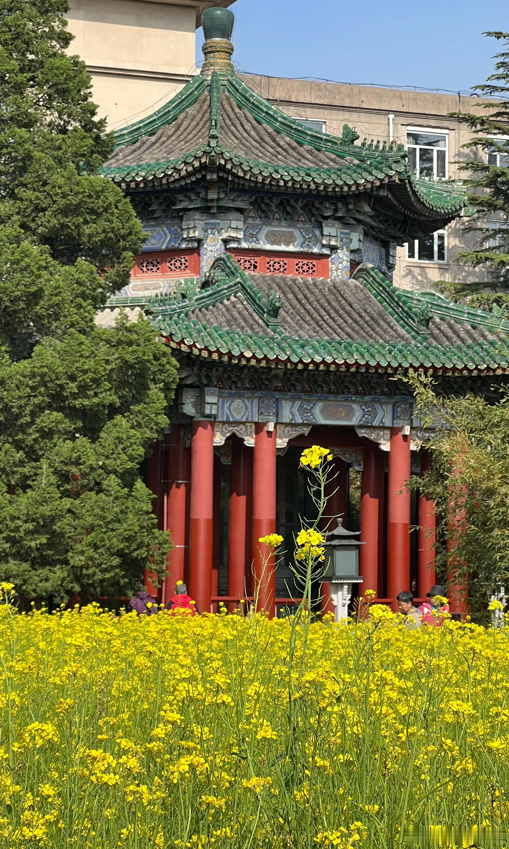北海公园万佛楼油菜花开摄影​​​