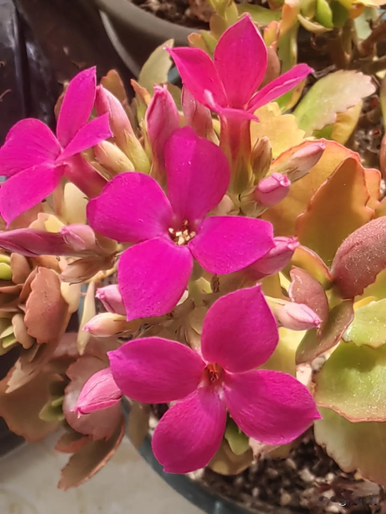 冬日生活打卡季生活的小惊喜果然藏在不经意间！今年忙得没功夫打理长寿花，今天偶然一