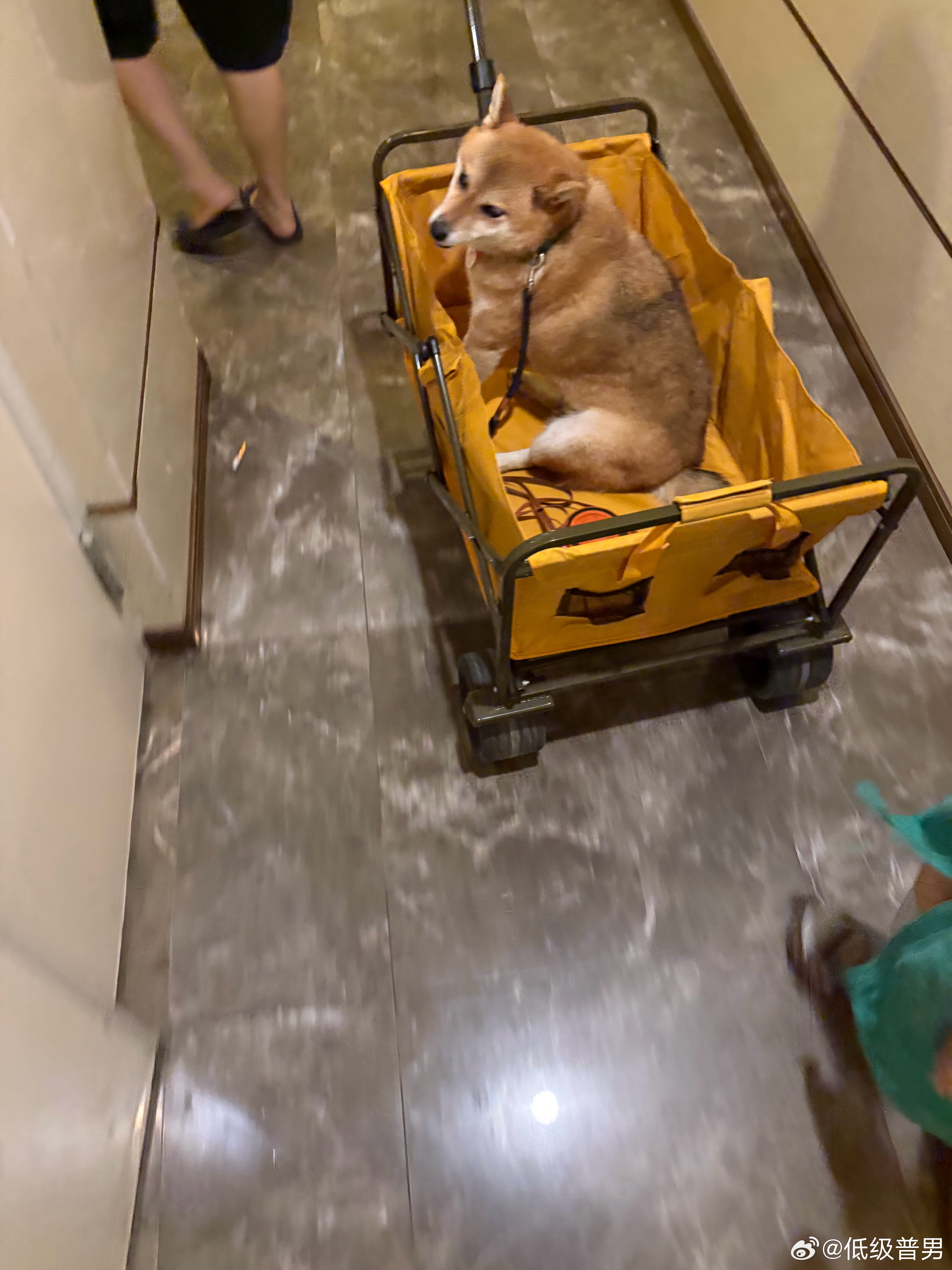 路上遇到的本来想说好懒的狗出来遛还要拖个车结果问了一下主人说它受伤了一下子对它充