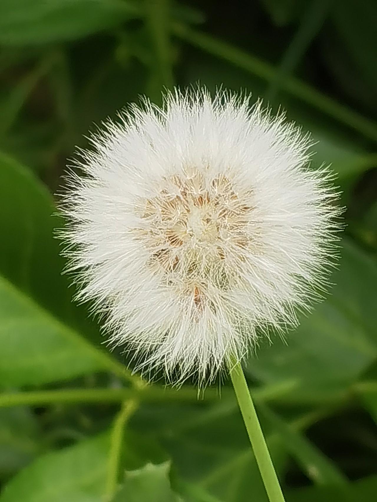 公园美丽景随拍