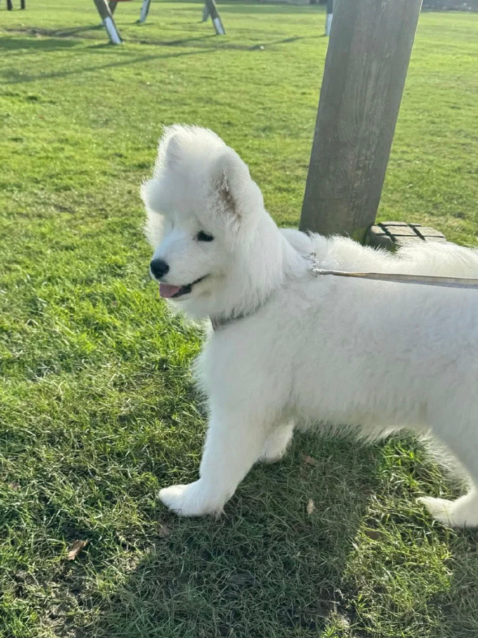 论发型对狗颜值的重要性