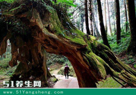 发现一棵“正在燃烧”的树, 没想到靠近树根看到神奇的一幕!