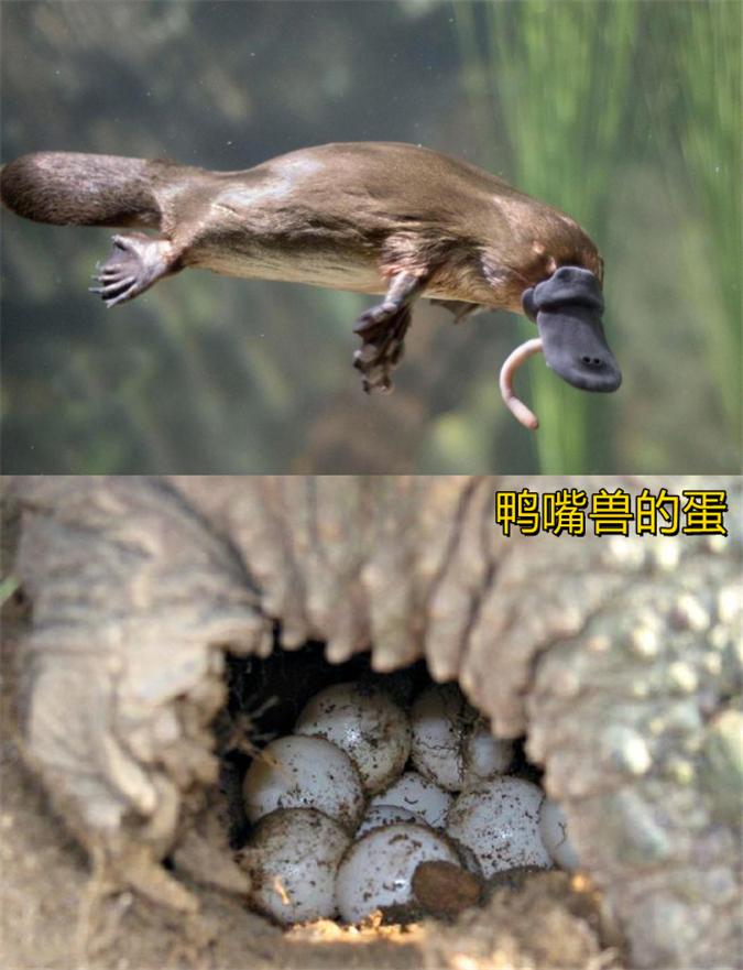 是先有鸡，还是先有蛋？从生物学的角度，答案非常明确，难回答的是哲学问题。一个蛋