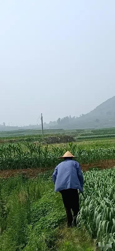 农村老人，一年不到三千元的收入够花吗？够，也不够。够一日三餐的清粥小菜，不够