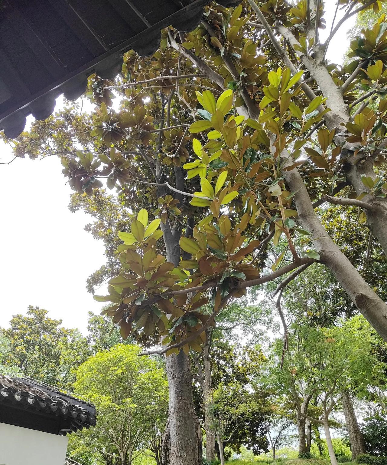 我那表姐，眼瞅着就五十了，一辈子没谈婚论嫁，家里清静得很，别说结婚宴了，连个像样