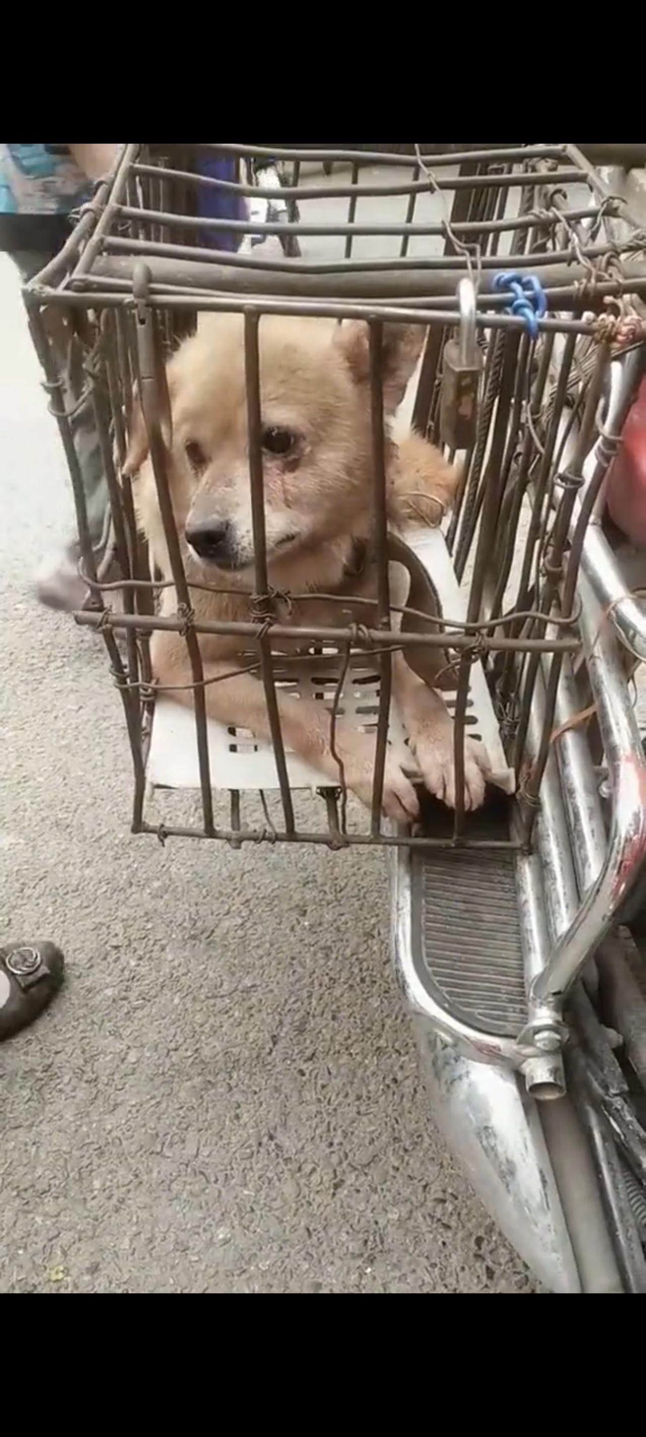 绝望与无助已经写满在了每一只狗狗的脸庞上面，因为此时的她们即将走向一条不归之路，
