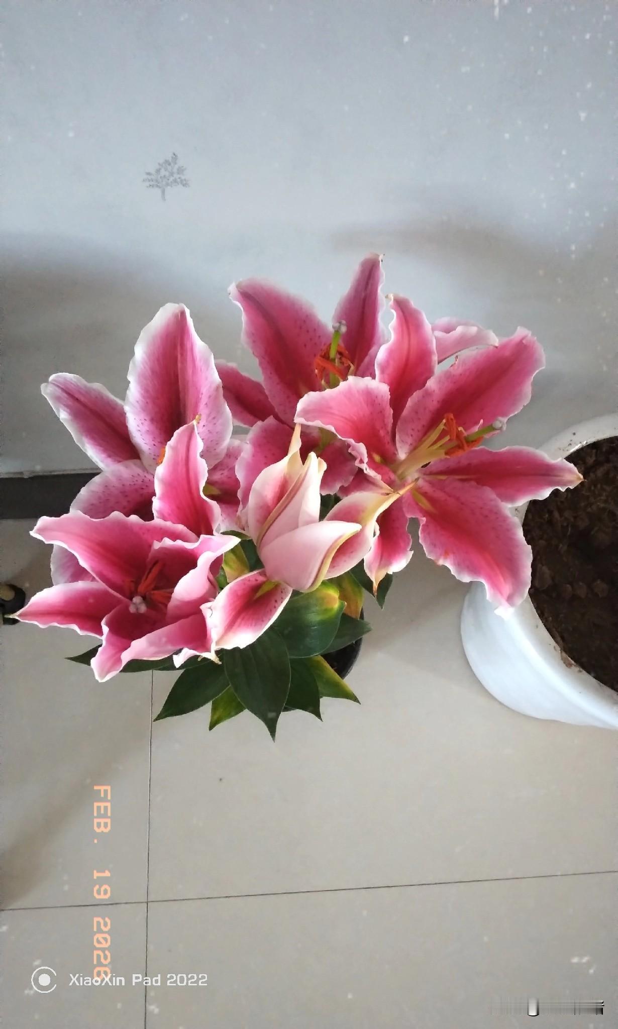 我大妗子把分房子剩下的拆迁款18万全部给大表姐了。现在她两个儿子把她的药都给停了