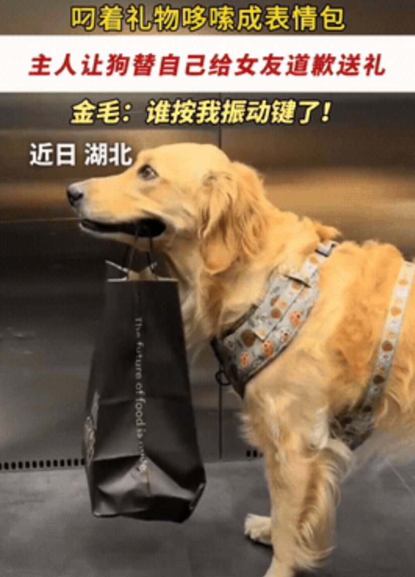 “笑不活了！”湖北，小哥惹女朋友生气了，自己抹不开面儿道歉，居然想了个招：让自家