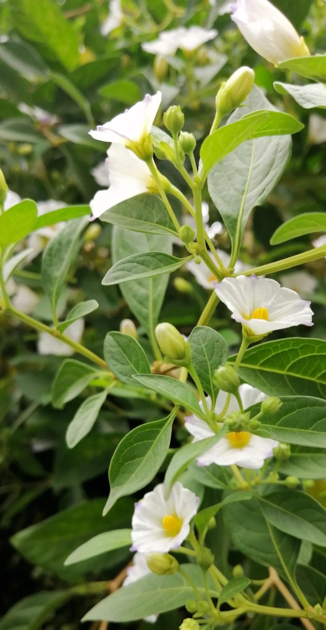 这花长得真漂亮，它开放在绿叶间，清新淡雅，像雪一样白，真的是美得养眼。这是开在