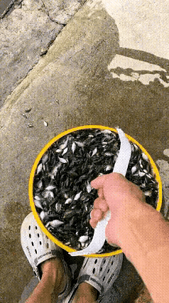 养一年鱼苗能翻百倍吗？真相让人意外