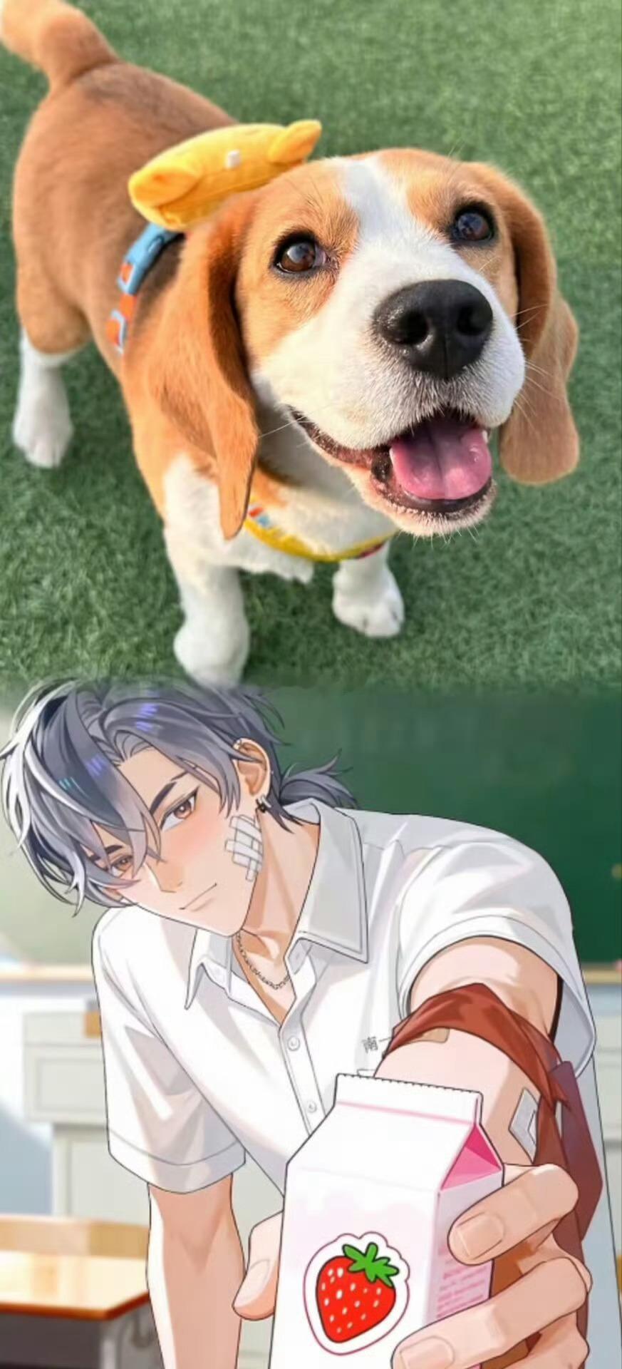 国漫比格犬男友上桌了周往的桌面形象做得太生动了。无论是炸毛瞪眼还是脸红害羞，都