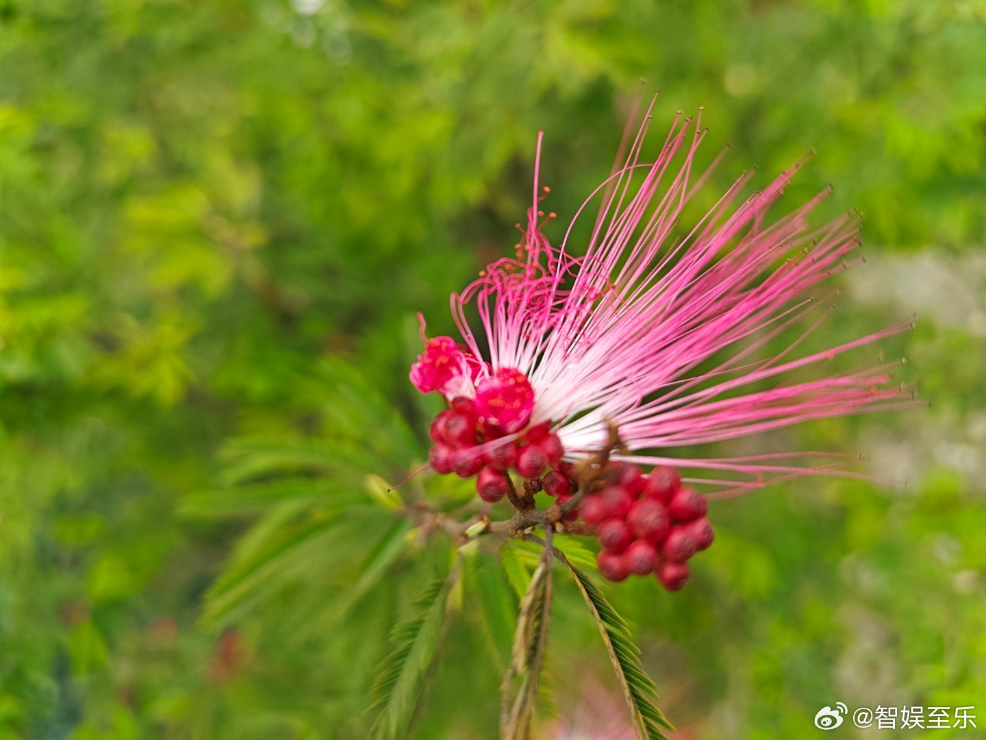海棠开了，杜鹃开了，樱花开了，玉兰花开了，黄风铃开了，很多花都开了。世界变美了，