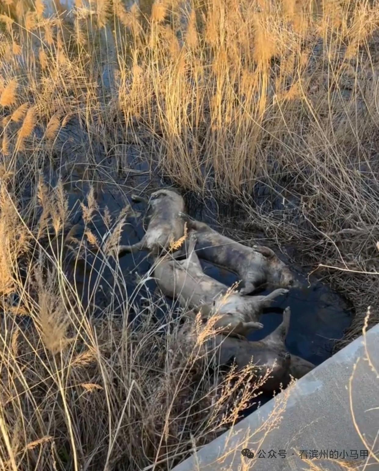 滨州一河道芦苇丛发现4头死猪近日，有村民反映，山东滨州东外环（东赵村附近）一