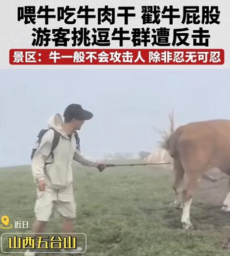 山西祈州，一群游客偶遇悠闲吃草的牛群，其中一年轻小伙兴奋不已，直接爬上牛背，还变