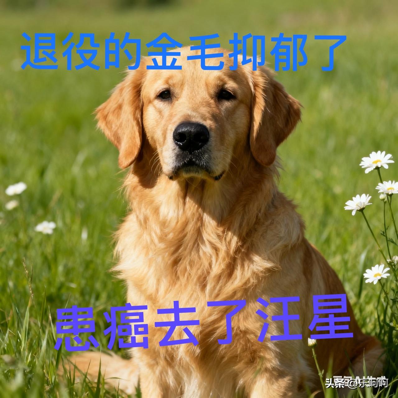 退役金毛狗壮壮抑郁后得癌症去世了我们小区里有一位女警察，在单位里专门喂养警犬