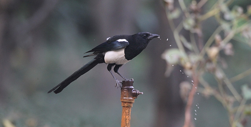 翻出以前拍的喜鹊～它在生锈的水龙头上，先是低头喝水（嘴边还滴着水），然后仰头叫了