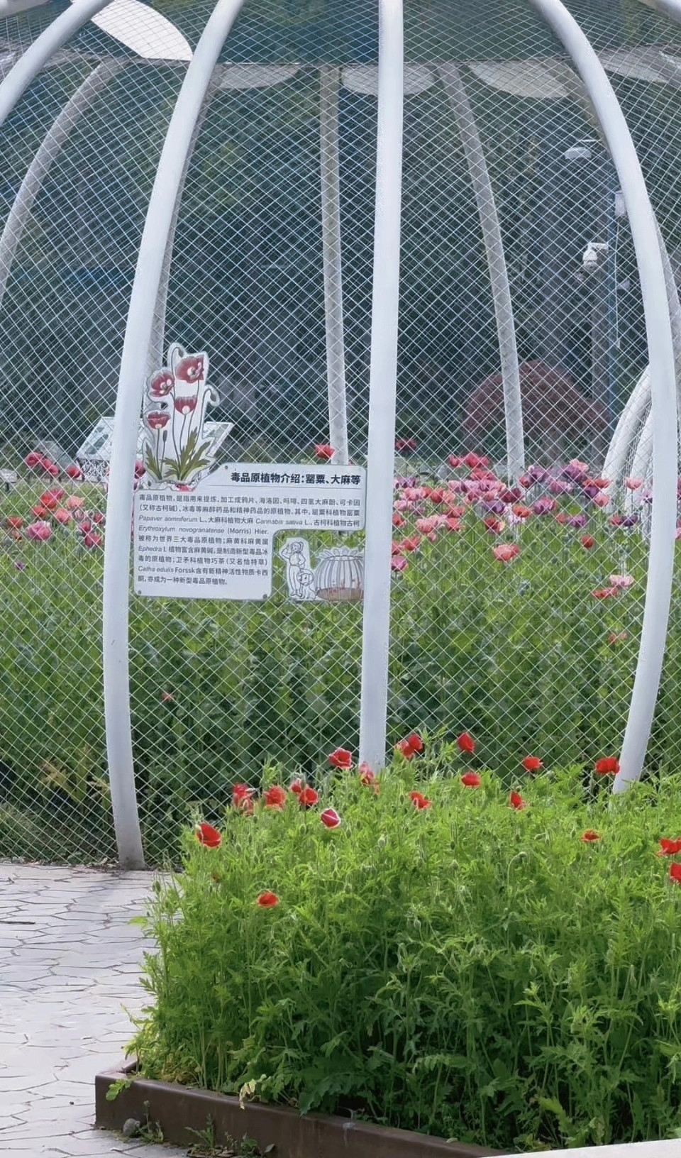 【植物园回应景区铁笼内种植罂粟】武汉植物园一铁笼内种植罂粟近日，有市民发现，武