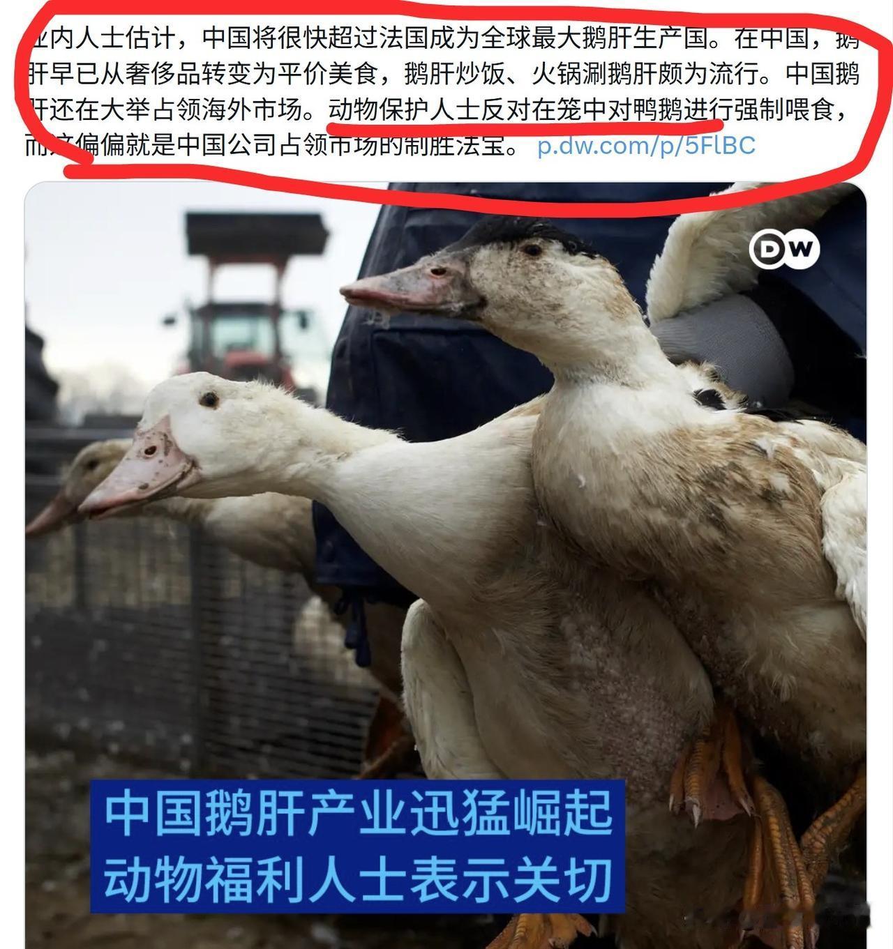中国将很快成为全球最大的鹅肝生产国，法国将被超过退居第二位，德国媒体坐不住了，邀
