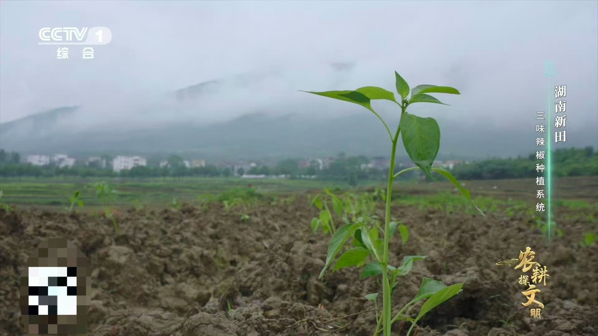 报告！发现一款会变脸的辣椒。湖南新田三味辣椒，从椒尖到椒蒂，甜、辣、香风味无缝切