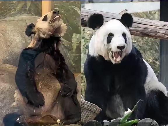 连熊猫都差点陷入“斩杀线”，何况人！曾旅居美国孟菲斯动物园20年的大熊猫丫丫，晚