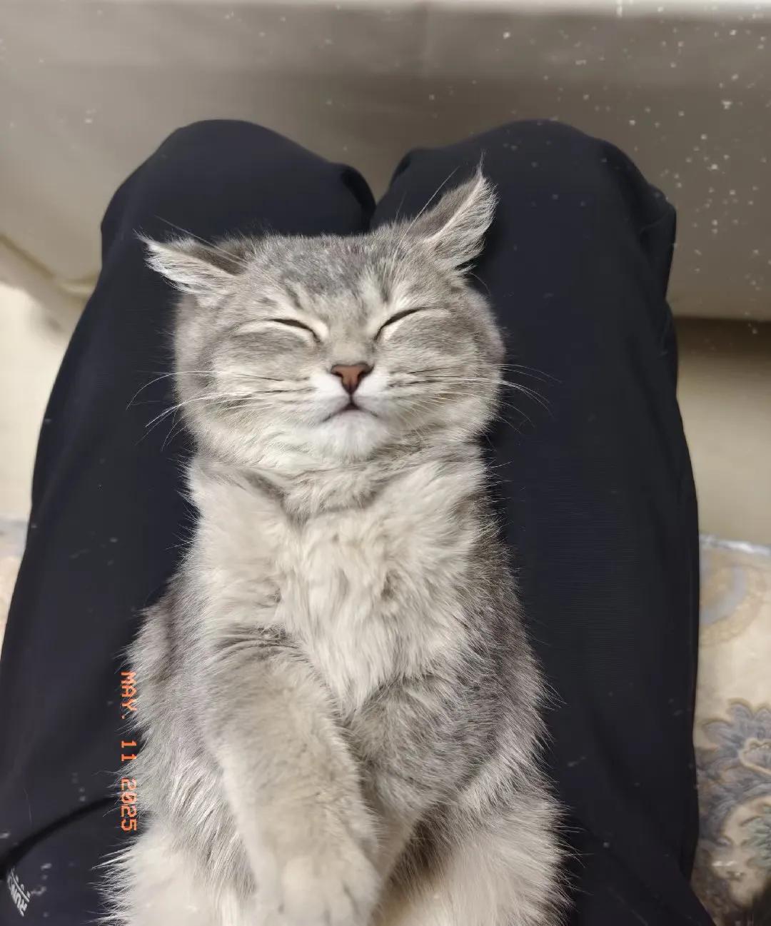笑眯眯的猫咪