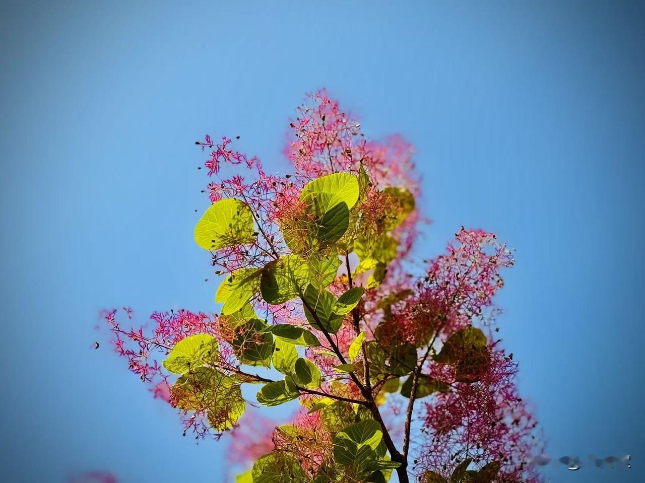 叠翠烟罗（原创）风是引火燃起叠翠烟罗如南柯一梦风一晃