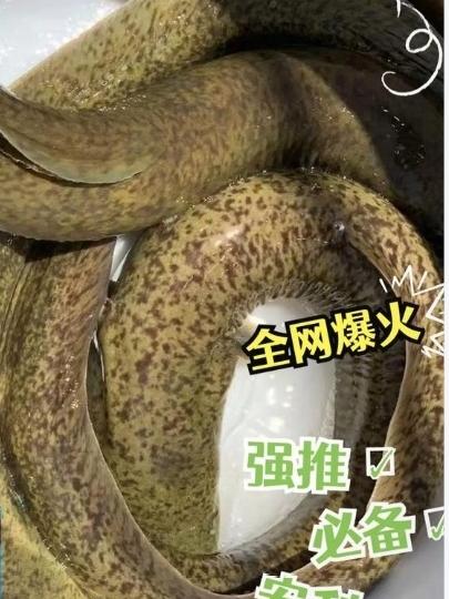 近日，广西梧州，一位村民去自家果园检查灌溉水渠时，没成想，居然在渠道底部一个石缝