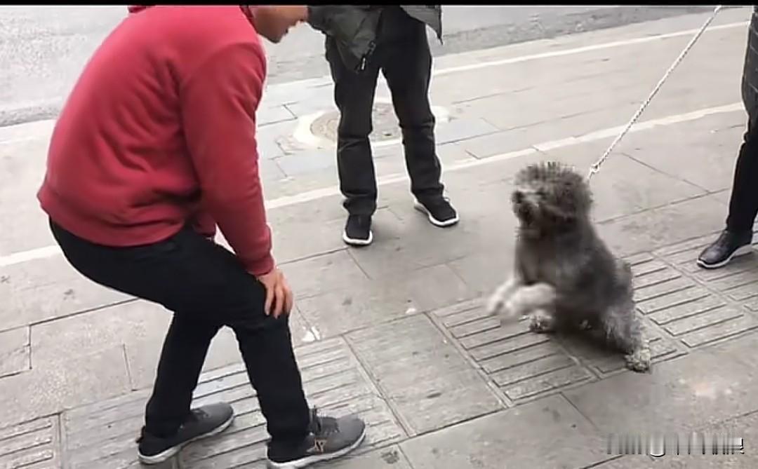 6岁的泰迪性格十分强势，不许陌生人靠近，一旦有人靠近，它便会龇牙咧嘴，一副要咬人