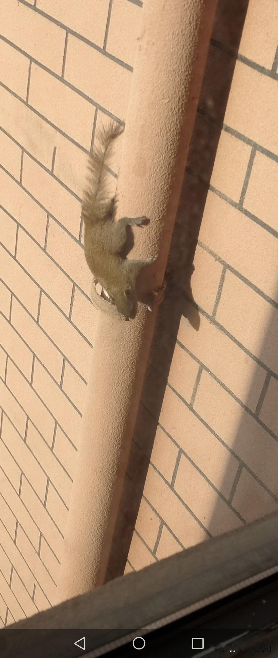 松鼠为邻楼下不知道谁家养了一只小松鼠，隔两天就会看到它，顺着落水管爬上来，两