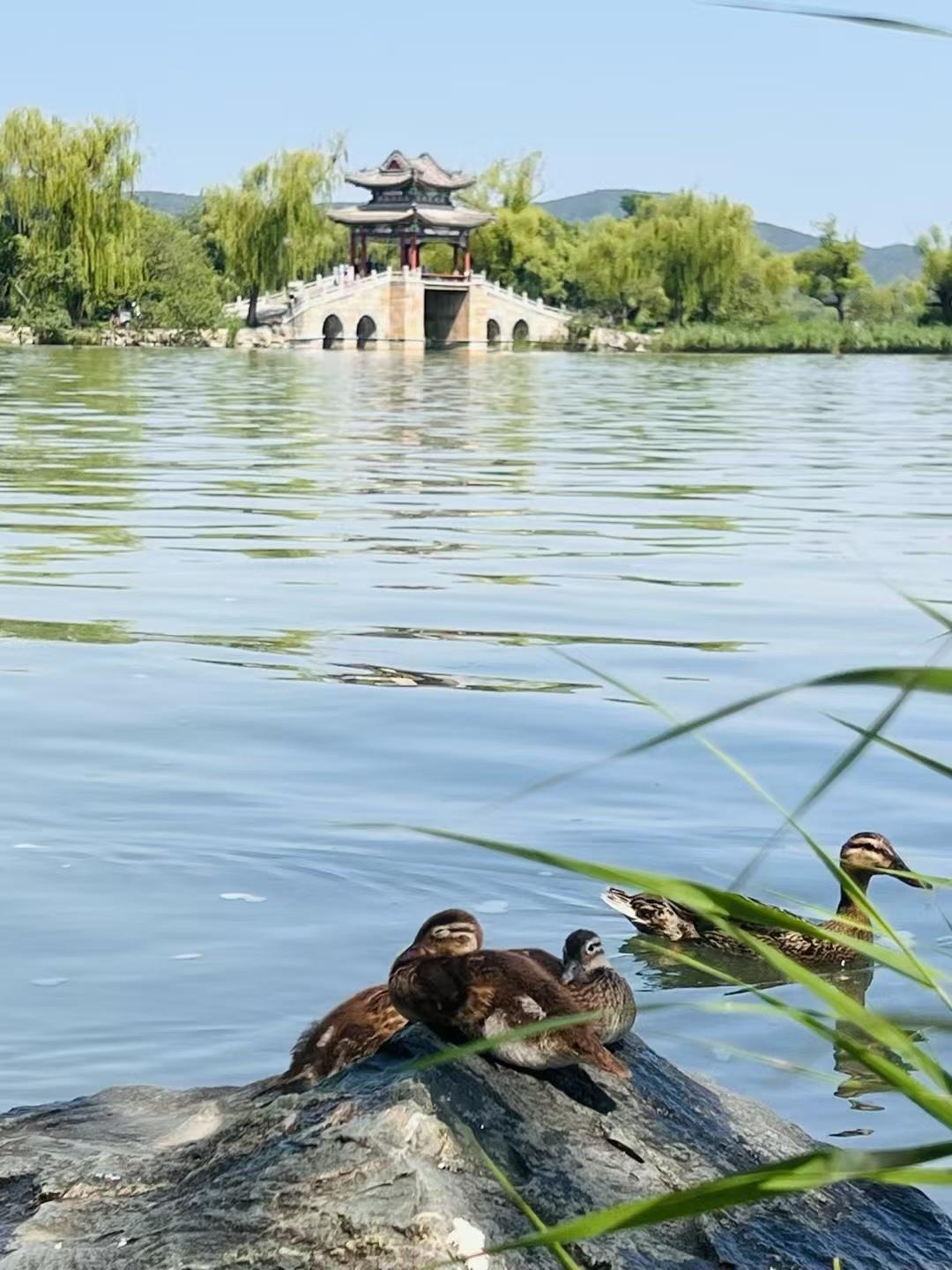 谁有中式石拱桥照片发来欣赏一下这是前不久在颐和园昆明湖拍的，供大家欣赏。[呲牙笑]