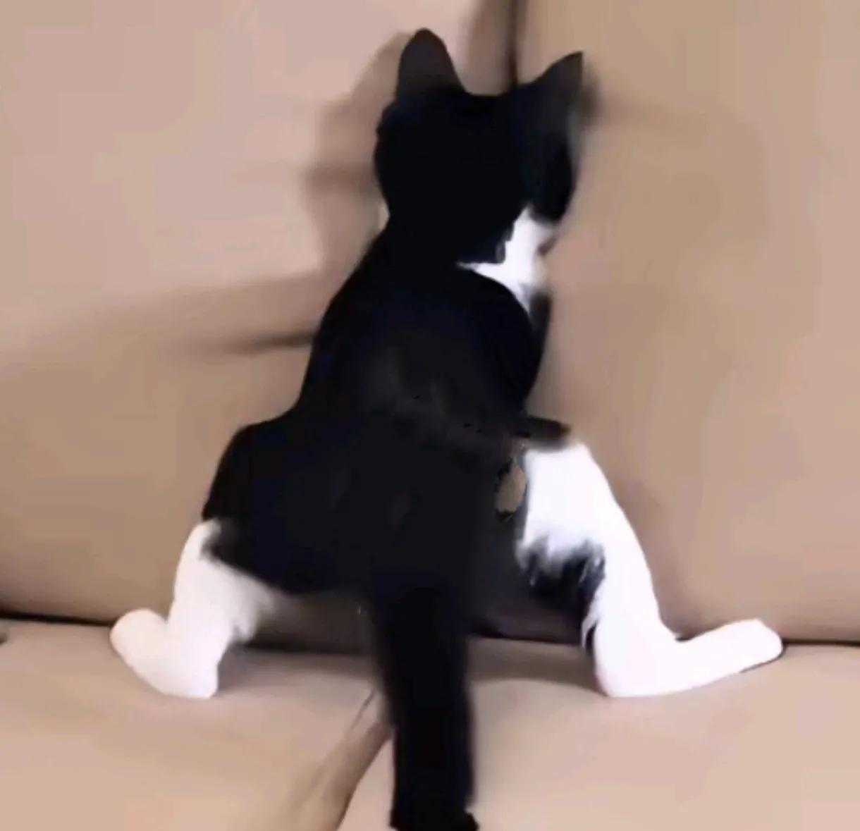 乌鲁木齐的表姐发现家里的猫自己在家和自己不在家完全是两个猫，判若两猫，两个时间猫