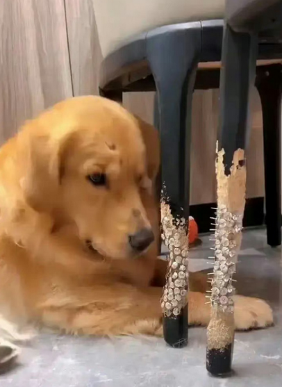 主人家为了防止狗子拆家，也是拼了！​​​​​​