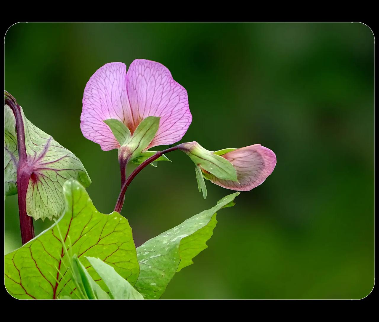 《闲拍菜花》走进小区旁的生态公园，踏入菜友们割据的庄稼地，有一种走在乡间小路上