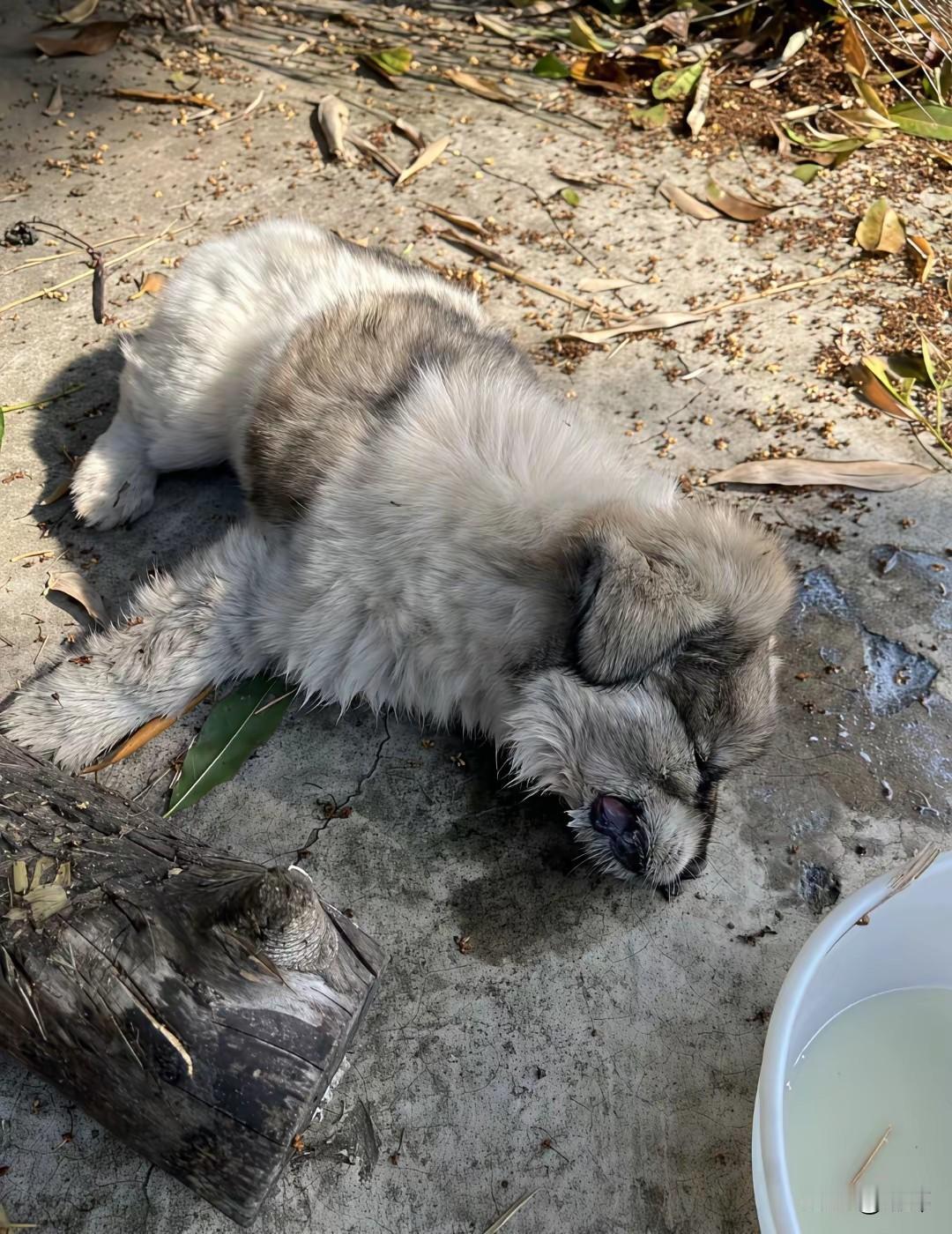 这天，一位大叔去自己的地里除草，当他来到自家地附近的时候，看到一只病入膏肓的狗狗