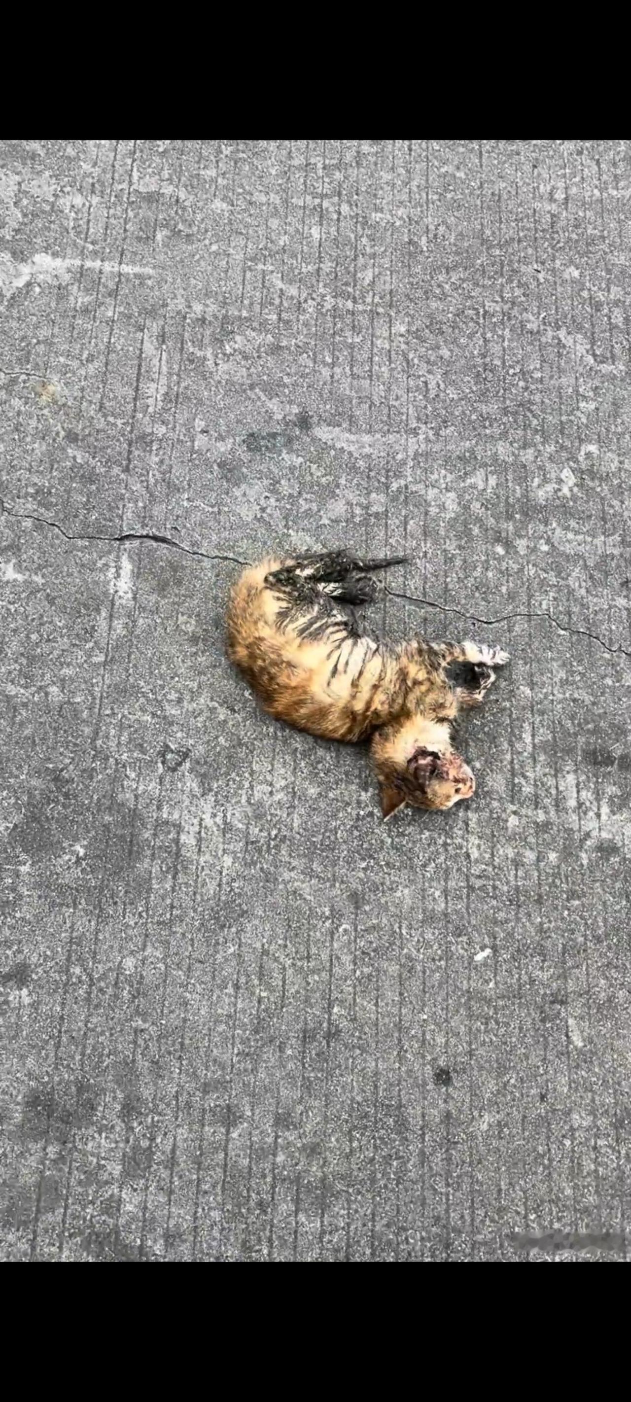 眼前的画面简直让大多数人不敢相信，被丢弃在马路边上的流浪猫，不仅被人丢弃在下水道